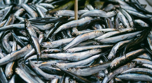 Pilules Amaigrissantes sous Ordonnance : Qui en Bénéficie et Comment les Utiliser ?